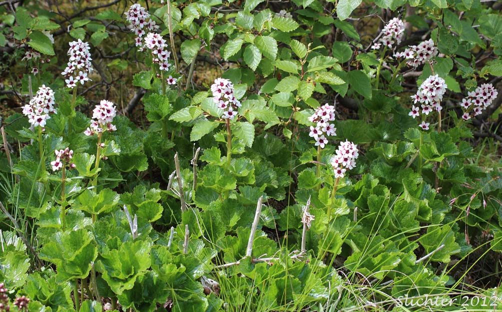Alaska Boykinia, Bearflower, Bear Flower, Richardson's Brookfoam: Boykinia richardsonii (Synonyms: Hemieva richardsonii, Saxifraga richardsonii, Therofon richardsonii)