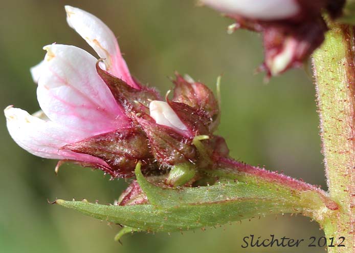 Close-up sideview of a flower of Bearflower, Bear Flower, Alaska Boykinia: Boykinia richardsonii (Synonyms: Hemieva richardsonii, Saxifraga richardsonii, Therofon richardsonii)