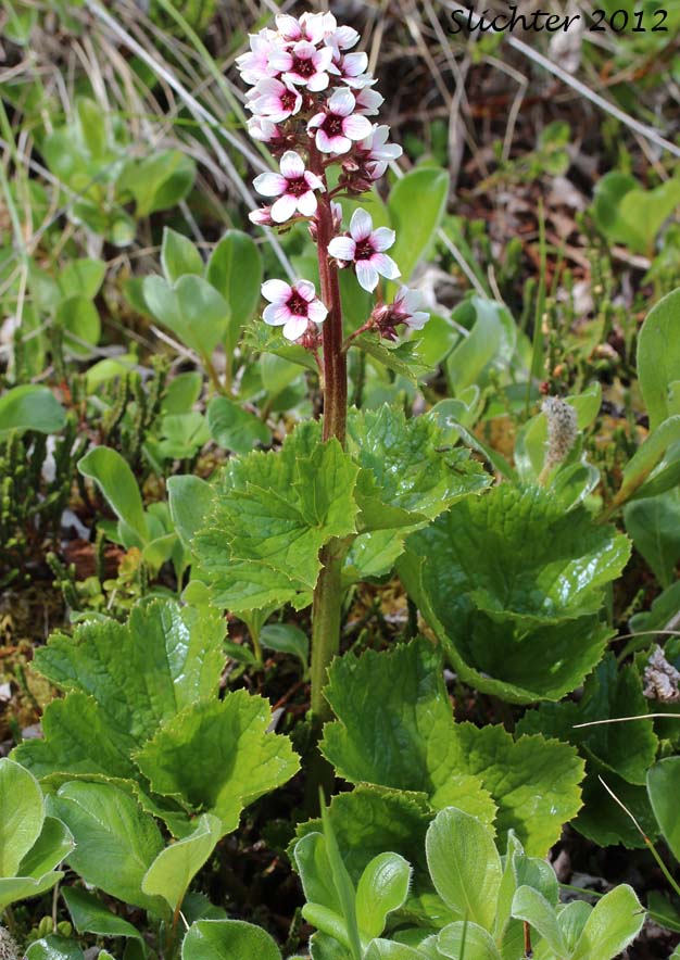 Bearflower, Bear Flower, Alaska Boykinia: Boykinia richardsonii (Synonyms: Hemieva richardsonii, Saxifraga richardsonii, Therofon richardsonii)