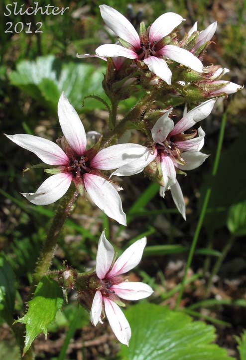Inflorescence of Bearflower, Bear Flower, Alaska Boykinia: Boykinia richardsonii (Synonyms: Hemieva richardsonii, Saxifraga richardsonii, Therofon richardsonii)