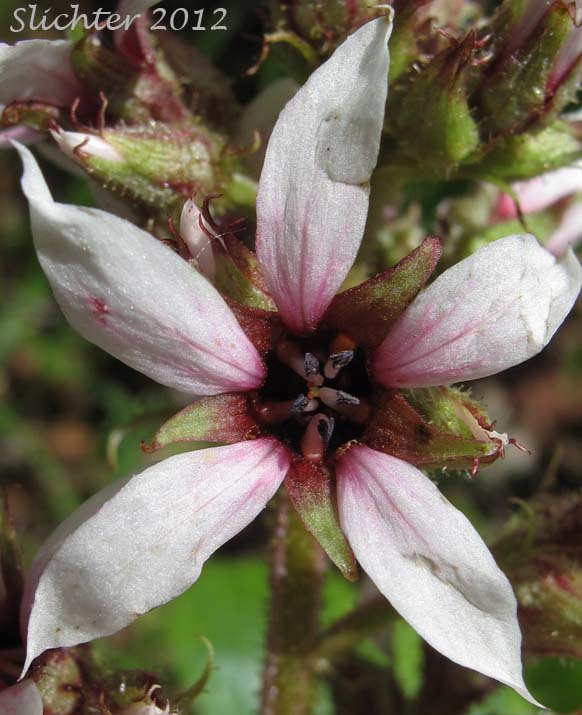 Close-up of a flower of Bearflower, Bear Flower, Alaska Boykinia: Boykinia richardsonii (Synonyms: Hemieva richardsonii, Saxifraga richardsonii, Therofon richardsonii)
