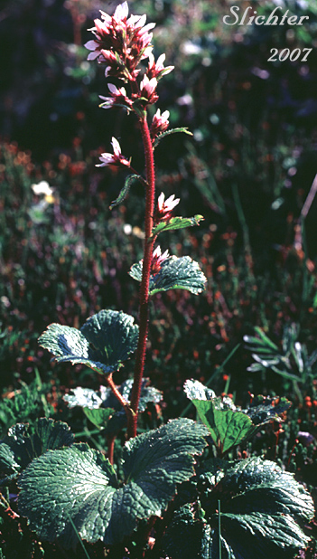 Bearflower: Boykinia richardsonii