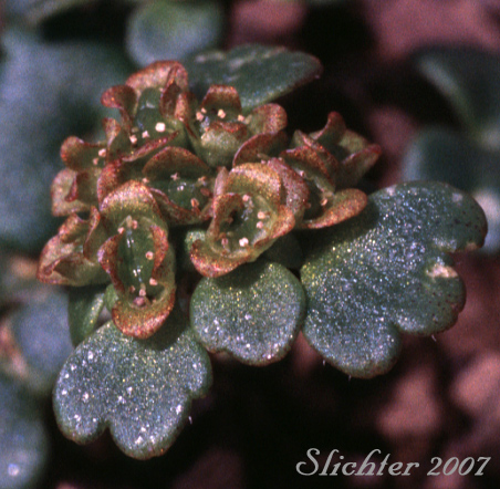 Bering Sea Water-carpet, Wright's Golden-saxifrage: Chrysosplenium wrightii (Synonym: Chrysosplenium alternifolium var. wrightii)