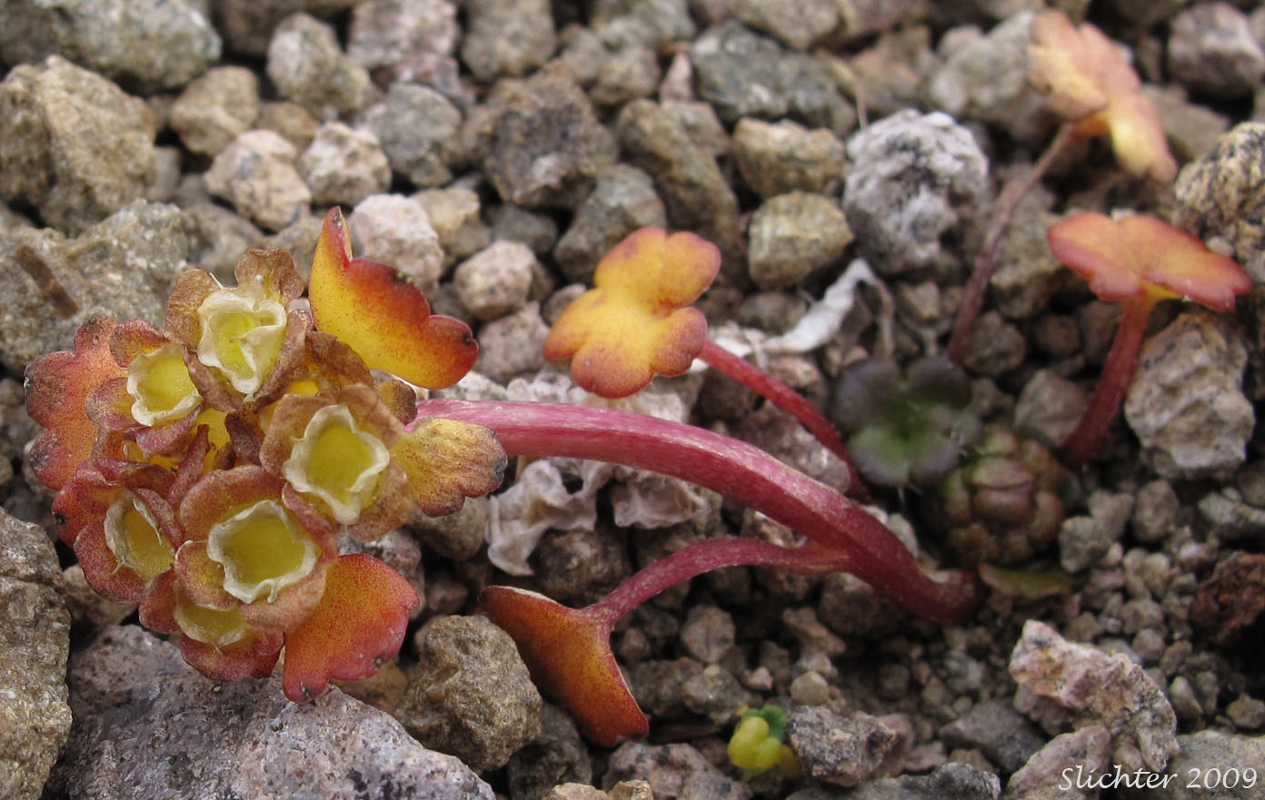 Bering Sea Water-carpet, Wright's Golden-saxifrage: Chrysosplenium wrightii (Synonym: Chrysosplenium alternifolium var. wrightii)