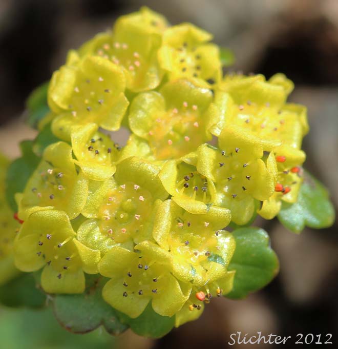 Inflorescence of Bering Sea Water-carpet, Wright's Golden-saxifrage: Chrysosplenium wrightii (Synonym: Chrysosplenium alternifolium var. wrightii)