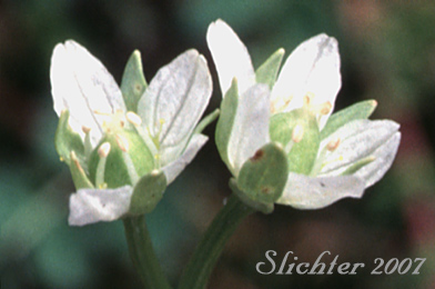 Small Grass of Parnassus, Kotzebue's Grass-of-Parnassus: Parnassia kotzebuei (Synonym: Parnassia kotzebuei var. pumila)