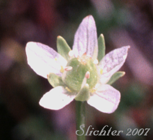 Small Grass of Parnassus, Kotzebue's Grass-of-Parnassus: Parnassia kotzebuei (Synonym: Parnassia kotzebuei var. pumila)