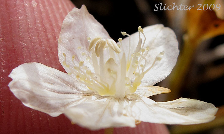 Bog Star, Marsh Grass of Parnassus, Northern Grass of Parnassus: Parnassia palustris ssp. neogaea (Synonyms: Parnassia multiseta, Parnassia palustris ssp. neogaea, Parnassia palustris var. neogaea)
