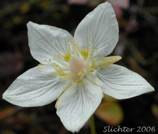 Flower of California Grass-of-Parnassus, Marsh Grass-of-Parnassus, Small-flowered Grass-of-Parnassus: Parnassia palustris (Synonyms: Parnassia californica, Parnassia multiseta, Parnassia palustris ssp. neogaea, Parnassia palustris var. californica, Parnassia palustris var. montanensis, Parnassia palustris var. neogaea, Parnassia palustris var. palustris, Parnassia palustris var. tenuis)