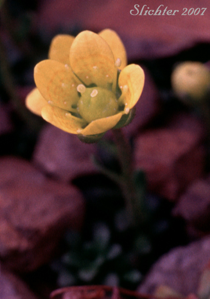 Flower of Thyme-leaved Saxifrage: Saxifraga serpyllifolia (Synonym: Saxifraga serpyllifolia var. purpurea) 