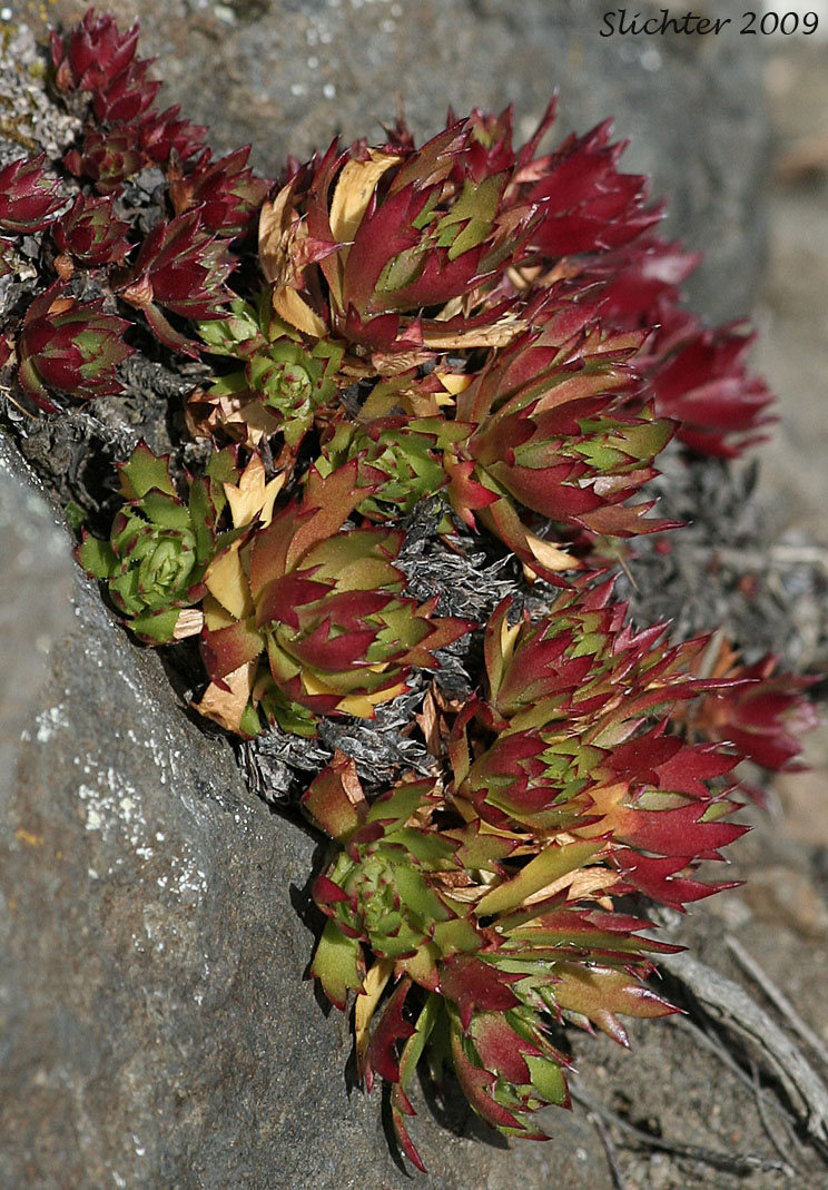 Prickly Saxifrage, Saxifrage Trois Dents, Three-toothed Saxifrage