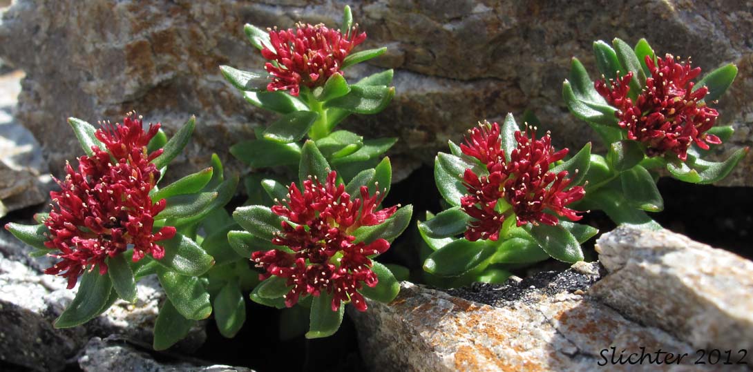 King's Crown, Ledge Stonecrop, Rosewort: Rhodiola integrifolia ssp. integrifolia (Synonyms: Sedum alaskanum, Sedum integrifolium, Sedum rosea ssp. integrifolium, Sedum rosea var. alaskanum, Sedum rosea var. frigidum, Sedum rosea var. integrifolium, Sedum roseum ssp. integrifolium, Sedum roseum var. alaskanum, Sedum roseum var. frigidum, Sedum roseum var. integrifolium, Tolmachevia integrifolia)