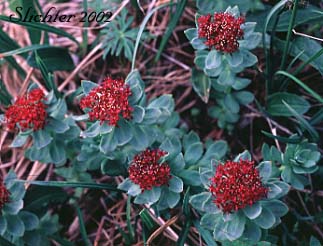 King's Crown, Rosewort: Sedum rosea
