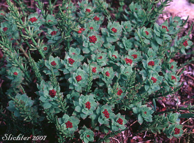 King's Crown, Rosewort: Sedum rosea