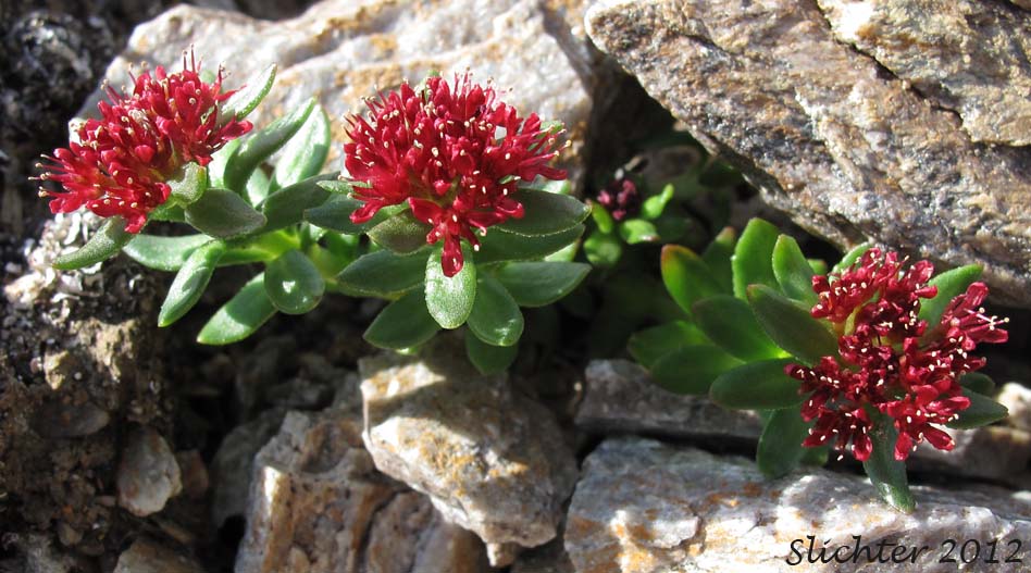King's Crown, Ledge Stonecrop, Rosewort: Rhodiola integrifolia ssp. integrifolia (Synonyms: Sedum alaskanum, Sedum integrifolium, Sedum rosea ssp. integrifolium, Sedum rosea var. alaskanum, Sedum rosea var. frigidum, Sedum rosea var. integrifolium, Sedum roseum ssp. integrifolium, Sedum roseum var. alaskanum, Sedum roseum var. frigidum, Sedum roseum var. integrifolium, Tolmachevia integrifolia)