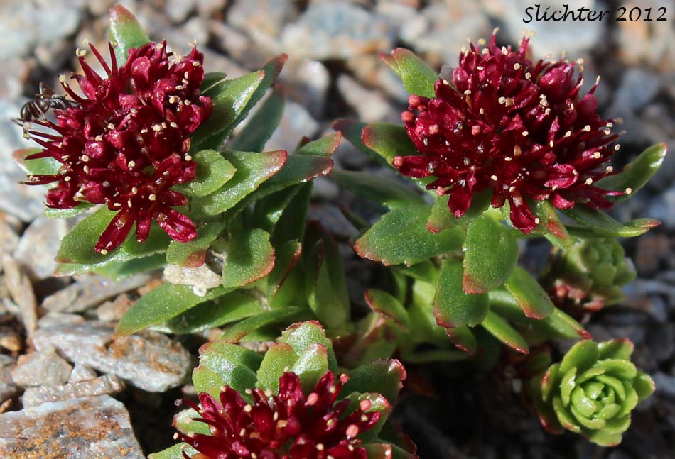 King's Crown, Ledge Stonecrop, Rosewort: Rhodiola integrifolia ssp. integrifolia (Synonyms: Sedum alaskanum, Sedum integrifolium, Sedum rosea ssp. integrifolium, Sedum rosea var. alaskanum, Sedum rosea var. frigidum, Sedum rosea var. integrifolium, Sedum roseum ssp. integrifolium, Sedum roseum var. alaskanum, Sedum roseum var. frigidum, Sedum roseum var. integrifolium, Tolmachevia integrifolia)