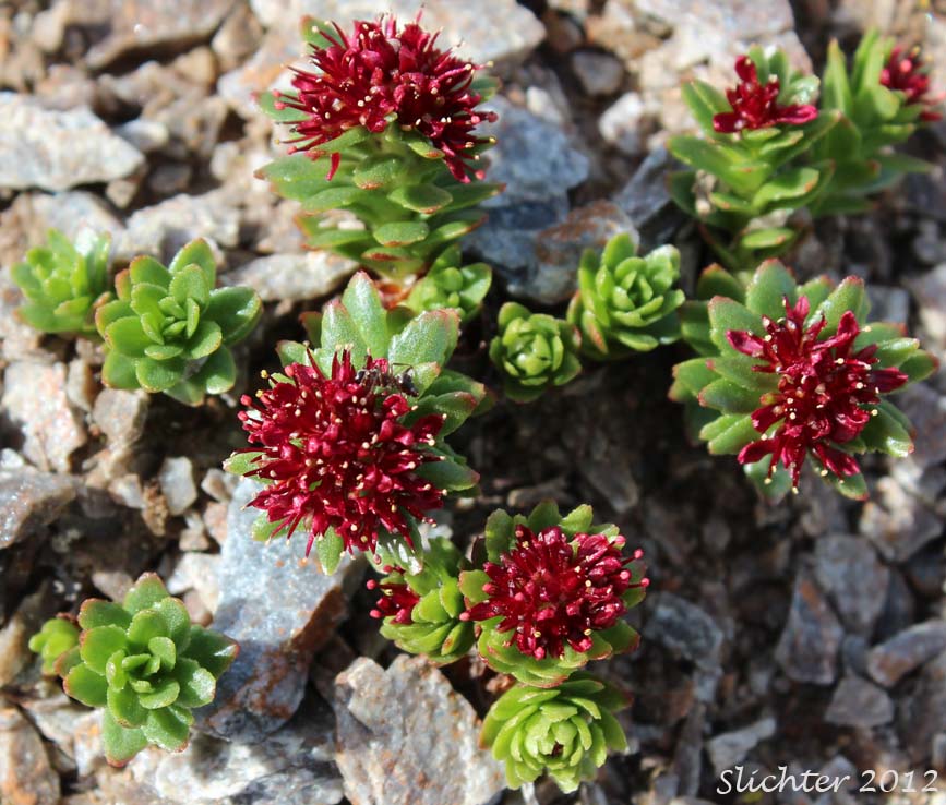 King's Crown, Ledge Stonecrop, Rosewort: Rhodiola integrifolia ssp. integrifolia (Synonyms: Sedum alaskanum, Sedum integrifolium, Sedum rosea ssp. integrifolium, Sedum rosea var. alaskanum, Sedum rosea var. frigidum, Sedum rosea var. integrifolium, Sedum roseum ssp. integrifolium, Sedum roseum var. alaskanum, Sedum roseum var. frigidum, Sedum roseum var. integrifolium, Tolmachevia integrifolia)