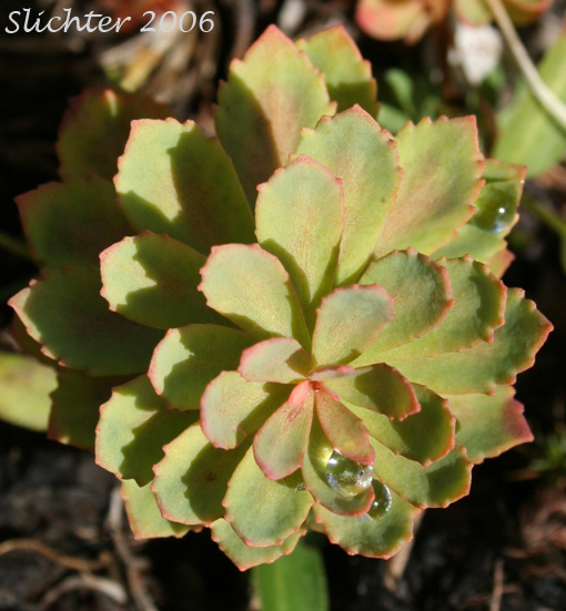 Leafy stem of King's Crown, Rosewort: Sedum rosea