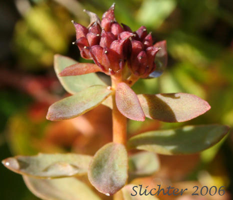 King's Crown, Rosewort: Sedum rosea