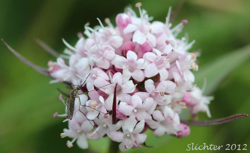 Capitate Valerian, Mountain Heliotrope, Sharpleaf Valerian, Wild Heliotrope: Valeriana capitata