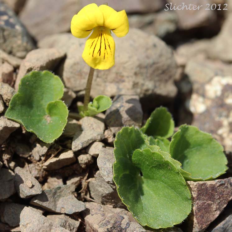 Arctic Yellow Violet, Small Yellow Violet, Two-flowered Violet, Yellow Wood Violet: Viola biflora ssp. biflora