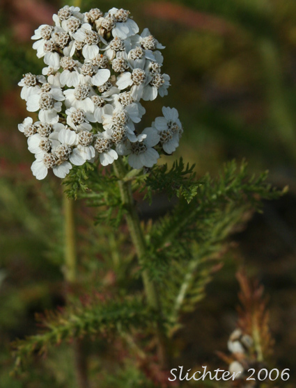 Common Yarrow, Bloodwort, Northern Yarrow, Soldiers Woundwort: Achillea millefolium (Synonyms: Achillea alpicola, Achillea arenicola, Achillea borealis ssp. arenicola, Achillea borealis ssp. californica, Achillea californica, Achillea gigantea, Achillea lanulosa, Achillea lanulosa ssp. alpicola, Achillea laxiflora, Achillea megacephala, Achillea millefolium var. alpicola, Achillea millefolium var. arenicola, Achillea millefolium var. asplenifolia, Achillea millefolium ssp. borealis, Achillea millefolium var. borealis, Achillea millefolium var. californica, Achillea millefolium var. gigantea, Achillea millefolium ssp. lanulosa, Achillea millefolium var. lanulosa, Achillea millefolium var. litoralis, Achillea millefolium var. maritima, Achillea millefolium var. megacephala, Achillea millefolium var. nigrescens, Achillea millefolium var. occidentalis, Achillea millefolium var. pacifica, Achillea millefolium var. puberula, Achillea nigrescens, Achillea occidentalis, Achillea pacifica, Achillea puberula, Achillea rosea, Achillea subalpina)