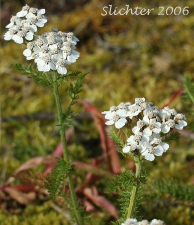 Common Yarrow, Bloodwort, Northern Yarrow, Soldiers Woundwort: Achillea millefolium (Synonyms: Achillea alpicola, Achillea arenicola, Achillea borealis ssp. arenicola, Achillea borealis ssp. californica, Achillea californica, Achillea gigantea, Achillea lanulosa, Achillea lanulosa ssp. alpicola, Achillea laxiflora, Achillea megacephala, Achillea millefolium var. alpicola, Achillea millefolium var. arenicola, Achillea millefolium var. asplenifolia, Achillea millefolium ssp. borealis, Achillea millefolium var. borealis, Achillea millefolium var. californica, Achillea millefolium var. gigantea, Achillea millefolium ssp. lanulosa, Achillea millefolium var. lanulosa, Achillea millefolium var. litoralis, Achillea millefolium var. maritima, Achillea millefolium var. megacephala, Achillea millefolium var. nigrescens, Achillea millefolium var. occidentalis, Achillea millefolium var. pacifica, Achillea millefolium var. puberula, Achillea nigrescens, Achillea occidentalis, Achillea pacifica, Achillea puberula, Achillea rosea, Achillea subalpina)