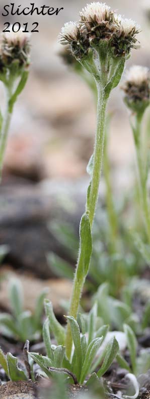 Alpine Pussytoes, Fries's Pussytoes: Antennaria friesiana ssp. ? (Synonym: Antennaria alpina var. friesiana)