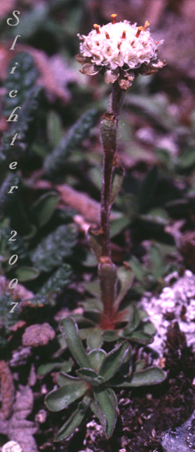 Cat's Paw, Pygmy Pussytoes, Single-headed Pussytoes: Antennaria monocephala ssp. monocephala