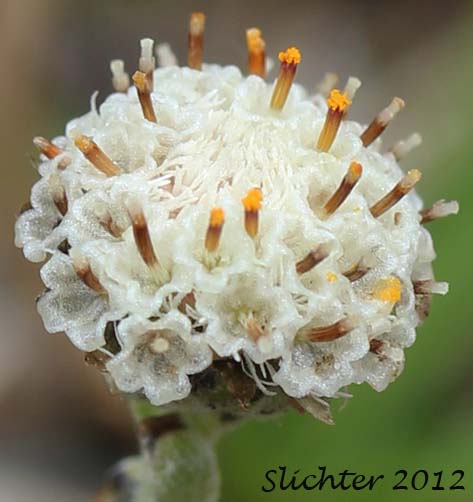Cat's Paw, Pygmy Pussytoes, Single-headed Pussytoes: Antennaria monocephala ssp. monocephala