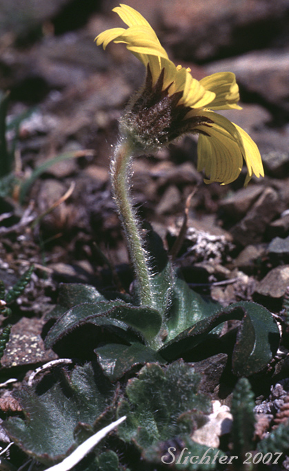 Frigid Arnica, Snow Arnica: Arnica griscomii ssp. frigida (Synonyms: Arnica frigida, Arnica louiseana ssp. frigida, Arnica louiseana var. frigida, Arnica louiseana var. mendenhallii, Arnica louiseana var. pilosa)