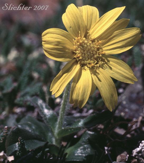 Frigid Arnica, Snow Arnica: Arnica griscomii ssp. frigida (Synonyms: Arnica frigida, Arnica louiseana ssp. frigida, Arnica louiseana var. frigida, Arnica louiseana var. mendenhallii, Arnica louiseana var. pilosa)