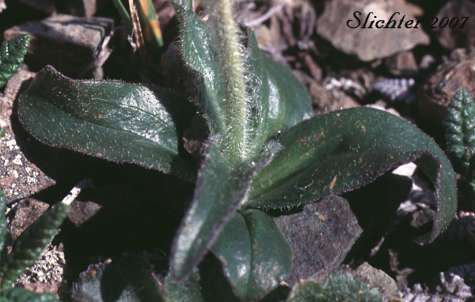 Basal leaves of Frigid Arnica, Snow Arnica: Arnica griscomii ssp. frigida (Synonyms: Arnica frigida, Arnica louiseana ssp. frigida, Arnica louiseana var. frigida, Arnica louiseana var. mendenhallii, Arnica louiseana var. pilosa)