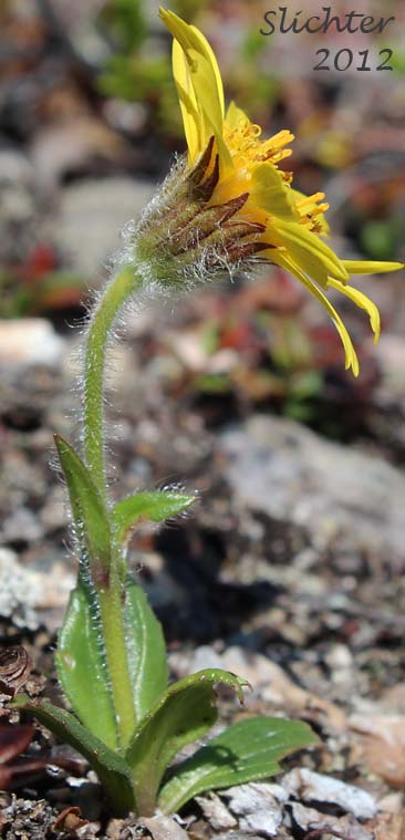 Frigid Arnica, Snow Arnica: Arnica griscomii ssp. frigida (Synonyms: Arnica frigida, Arnica louiseana ssp. frigida, Arnica louiseana var. frigida, Arnica louiseana var. mendenhallii, Arnica louiseana var. pilosa)