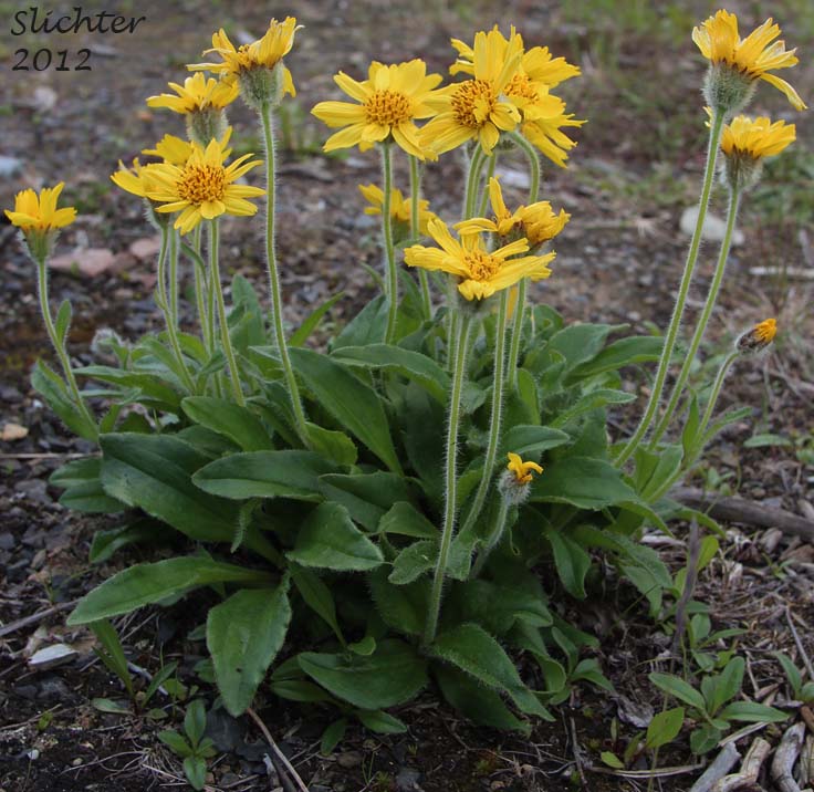 Frigid Arnica, Snow Arnica: Arnica frigida