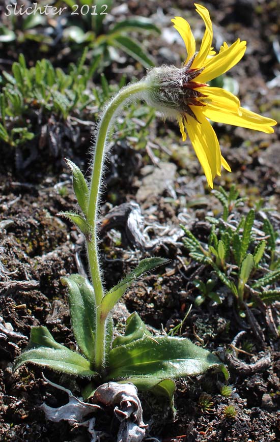 Frigid Arnica, Snow Arnica: Arnica griscomii ssp. frigida (Synonyms: Arnica frigida, Arnica louiseana ssp. frigida, Arnica louiseana var. frigida, Arnica louiseana var. mendenhallii, Arnica louiseana var. pilosa)