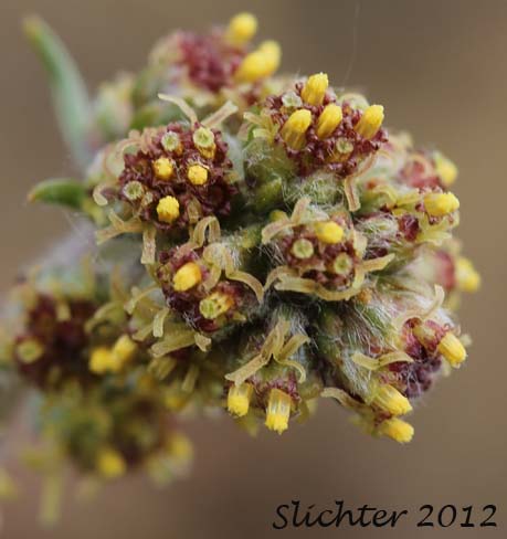 Forked Wormwood: Artemisia furcata (Synonyms: Artemisia furcata var. heterophylla, Artemisia hyperborea, Artemisia tacomensis, Artemisia trifurcata)