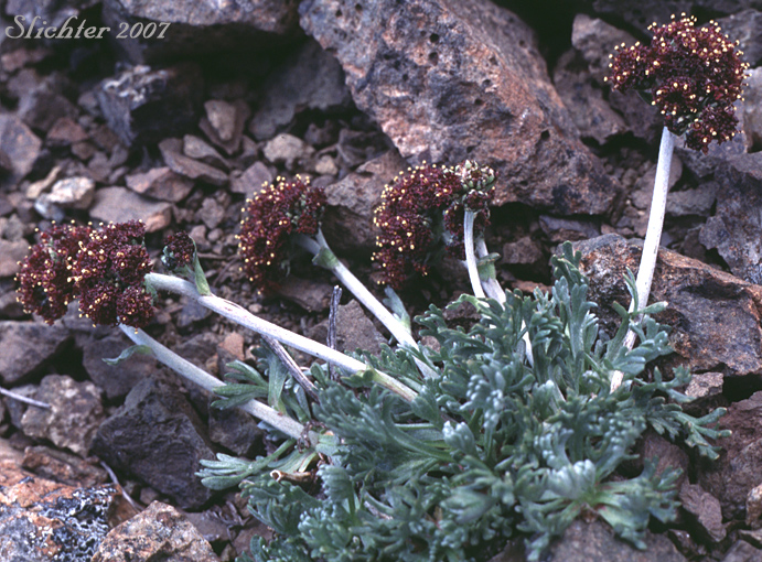 Purple Wormwood: Artemisia globularia ssp. globularia (Synonyms: Ajania globularia, Artemisia norvegica ssp. globularia)