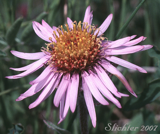 Arctic Aster, Behring Wood Aster, Siberian Aster, Siberian Wood-aster: Eurybia sibirica (Synonyms: Aster sibiricus, Aster sibiricus ssp. sibiricus)