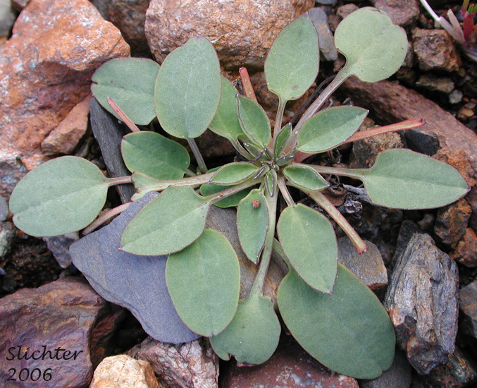 Basal leaf rosette of Alpine Hawksbeard, Dwarf Alpine Hawksbeard: Crepis nana (Synonyms: Crepis nana ssp. nana, Crepis nana ssp. typica, Crepis nana var. lyratifolia, Crepis nana ssp. ramosa)