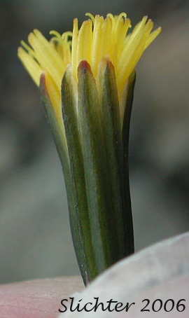Flower head of Alpine Hawksbeard, Dwarf Alpine Hawksbeard: Crepis nana (Synonyms: Crepis nana ssp. nana, Crepis nana ssp. typica, Crepis nana var. lyratifolia, Crepis nana ssp. ramosa)
