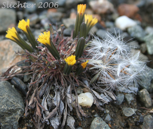 Alpine Hawksbeard, Dwarf Alpine Hawksbeard: Crepis nana (Synonyms: Crepis nana ssp. nana, Crepis nana ssp. typica, Crepis nana var. lyratifolia, Crepis nana ssp. ramosa)