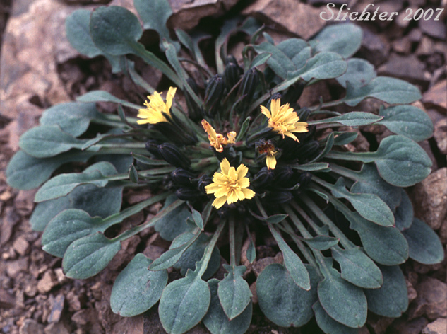 Alpine Hawksbeard, Dwarf Alpine Hawksbeard: Crepis nana (Synonyms: Crepis nana ssp. nana, Crepis nana ssp. typica, Crepis nana var. lyratifolia, Crepis nana ssp. ramosa)