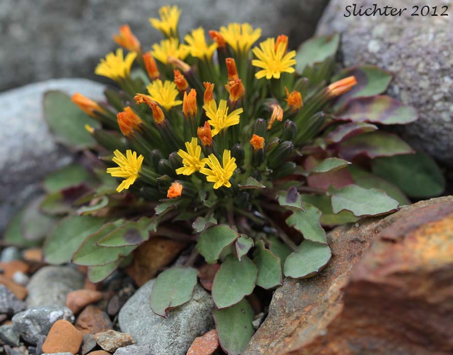 Alpine Hawksbeard, Dwarf Alpine Hawksbeard: Crepis nana (Synonyms: Crepis nana ssp. nana, Crepis nana ssp. typica, Crepis nana var. lyratifolia, Crepis nana ssp. ramosa)