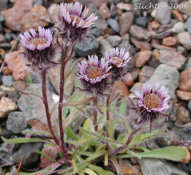 MArctic Alpine Fleabane, Lowly Fleabane, Mountain Fleabane: Erigeron humilis (Synonyms: Erigeron unalaschkensis, Erigeron uniflorus var. unalaschkensis)
