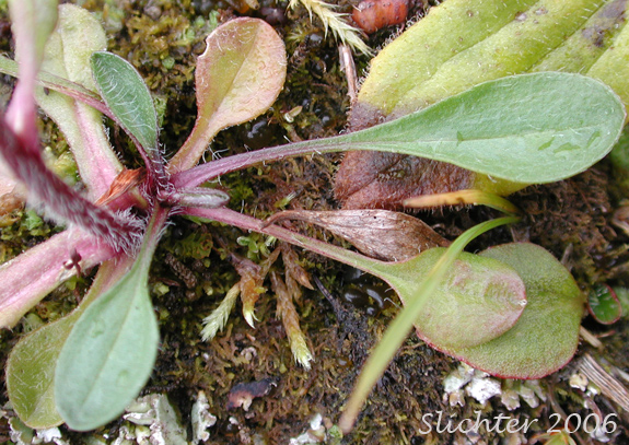 Basal leaves of Arctic Alpine Fleabane, Lowly Fleabane, Mountain Fleabane: Erigeron humilis (Synonyms: Erigeron unalaschkensis, Erigeron uniflorus var. unalaschkensis)