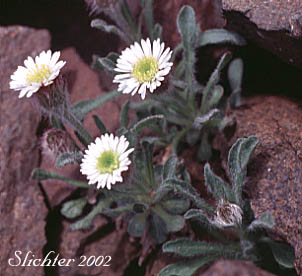 Arctic Alpine Fleabane, Lowly Fleabane, Mountain Fleabane: Erigeron humilis (Synonyms: Erigeron unalaschkensis, Erigeron uniflorus var. unalaschkensis)