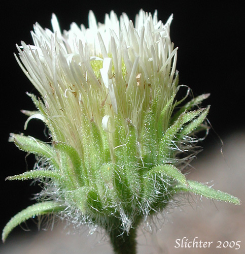 Involucral bracts of Bitter Daisy, Bitter Fleabane, Fleabane Daisy: Erigeron acris (Synonym: Trimorpha acris)