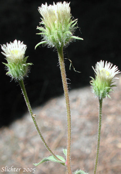 Inflorescence of Bitter Daisy, Bitter Fleabane, Fleabane Daisy: Erigeron acris (Synonym: Trimorpha acris)