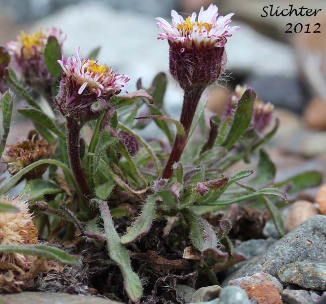 Purple Fleabane: Erigeron purpuratus